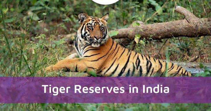 Tiger Reserves In India: Every Detail You Need To Know